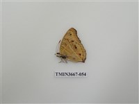 藏品(蛺蝶科(1))的圖片